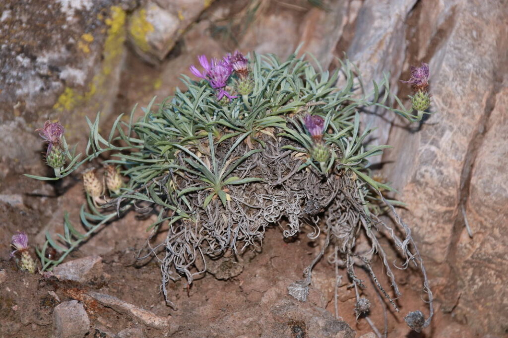 guia de cultivo euphorbia absinthoides crenulata