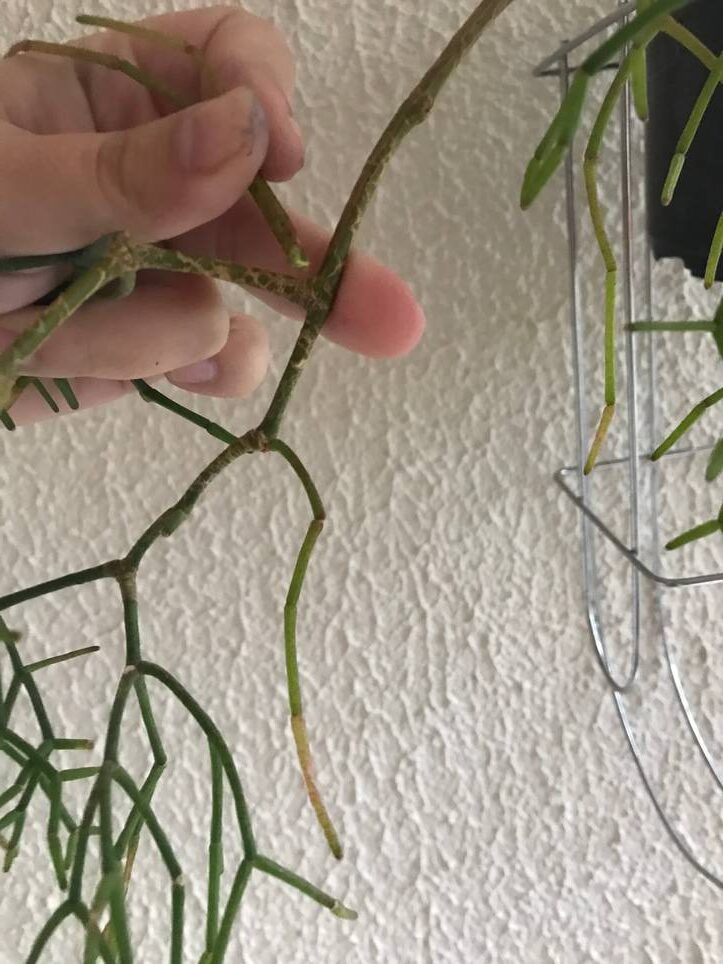 guia de cultivo rhipsalis brevispina