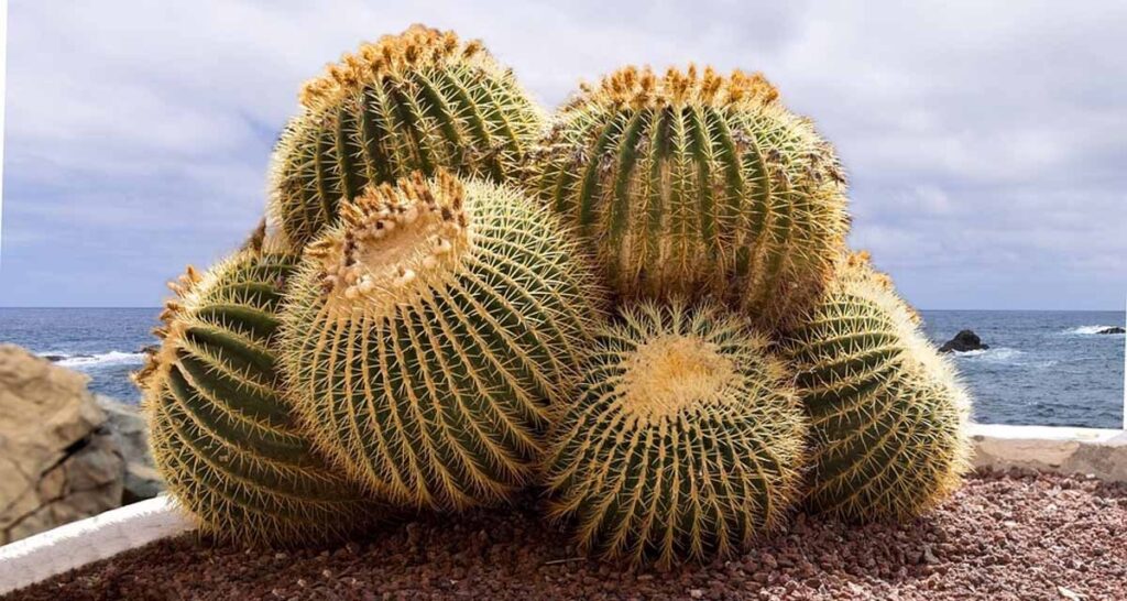 guia de echinocactus