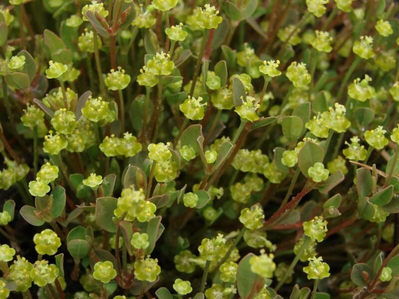 guia de euphorbia absona