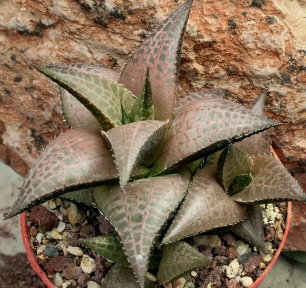 guia de haworthia venosa cuidados y cultivo