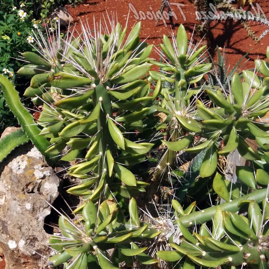 guia de quiabentia cuidados y cultivo