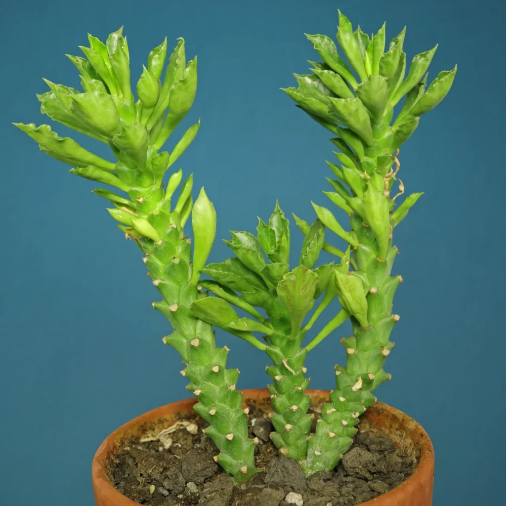 guia euphorbia abdelkuri cuidados y cultivo