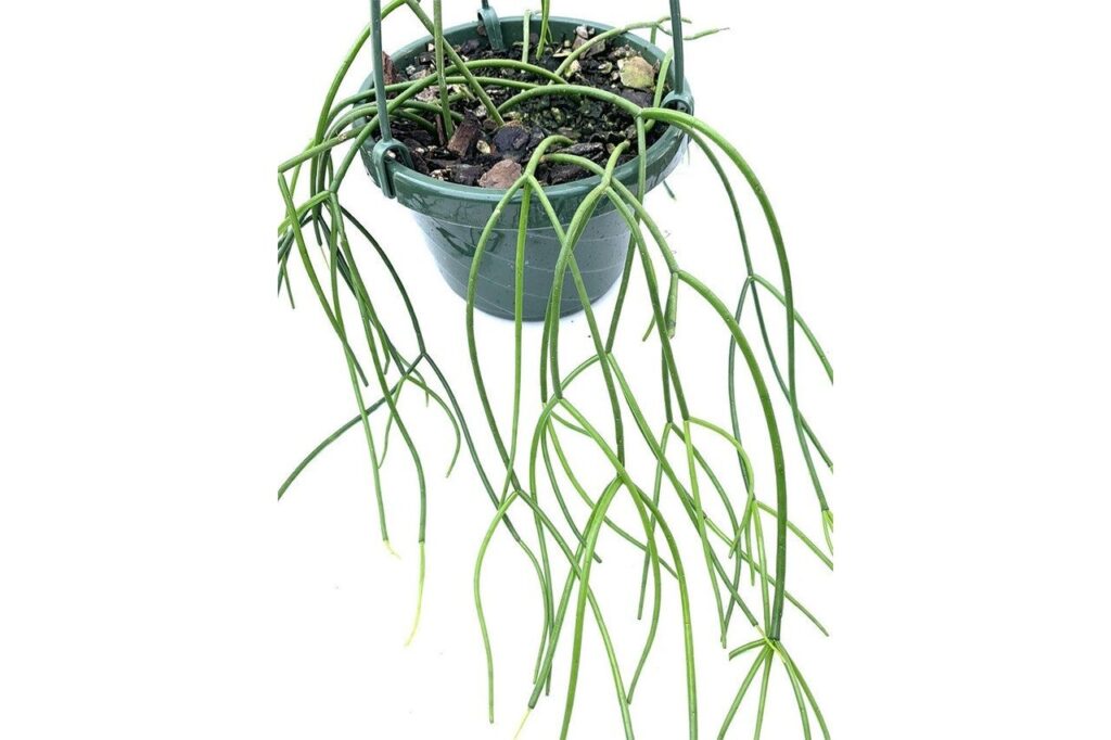 guia rhipsalis intermedia