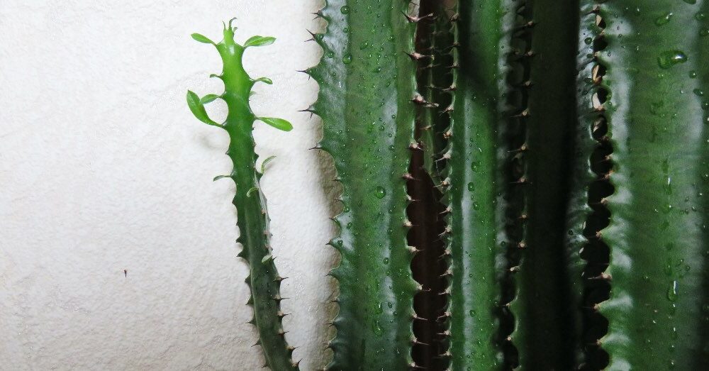 guia sobre euphorbia aceroides