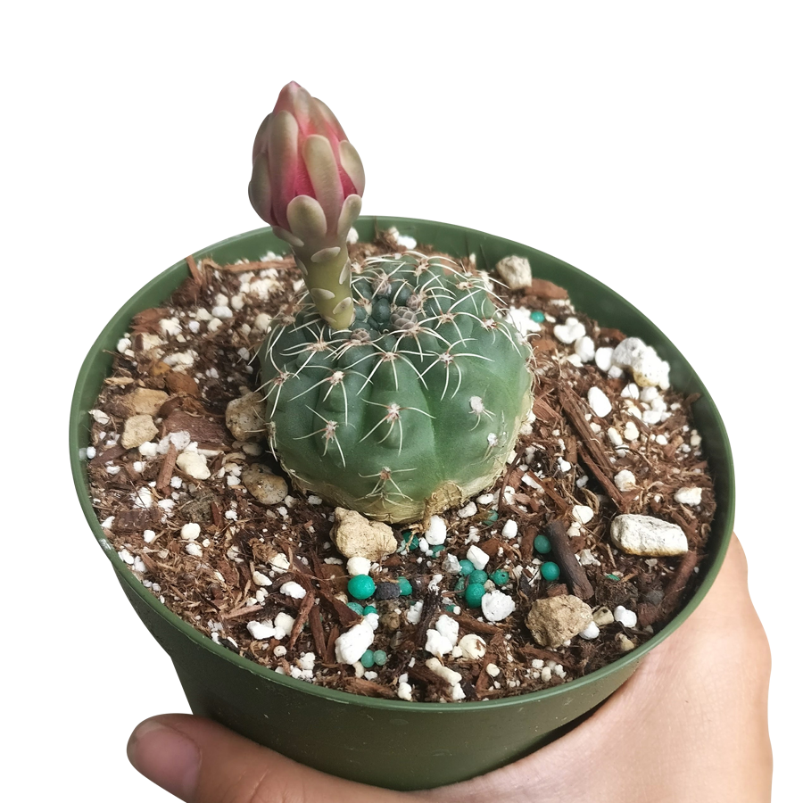 gymnocalycium guia completa