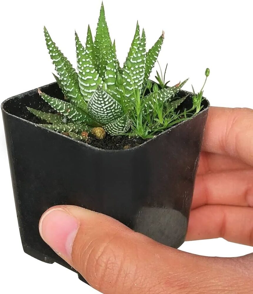 haworthia acuminata guia completa de cuidados y cultivo