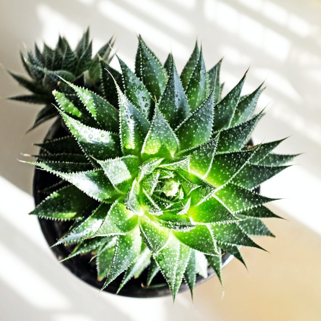 haworthia aristata la suculenta perfecta para tu hogar