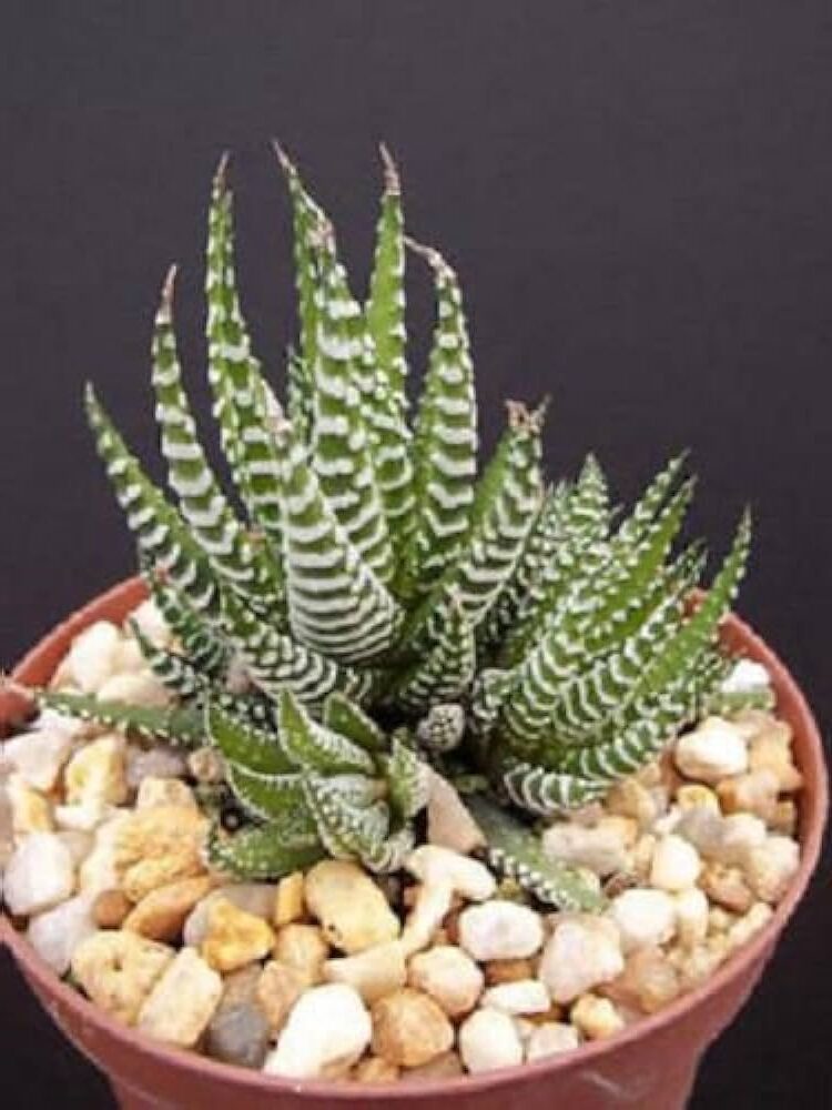 haworthia cactiformis la suculenta en forma de cactus