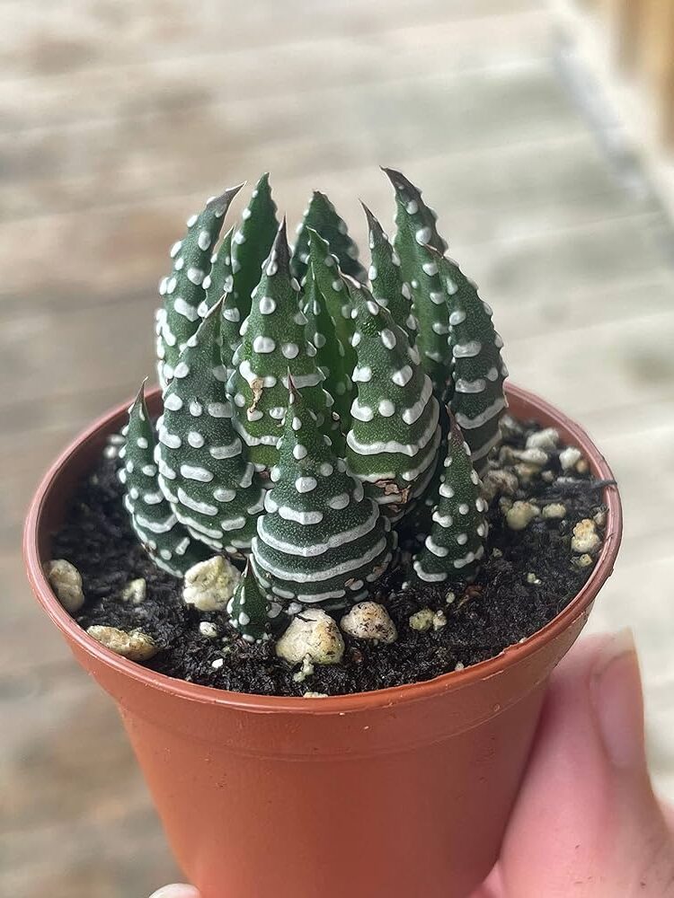 haworthia cylindrica todo sobre esta planta suculenta