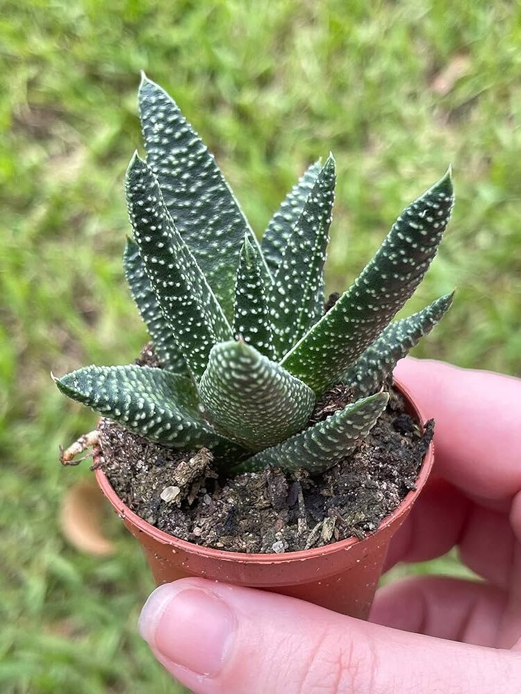 haworthia dielsiana la guia completa