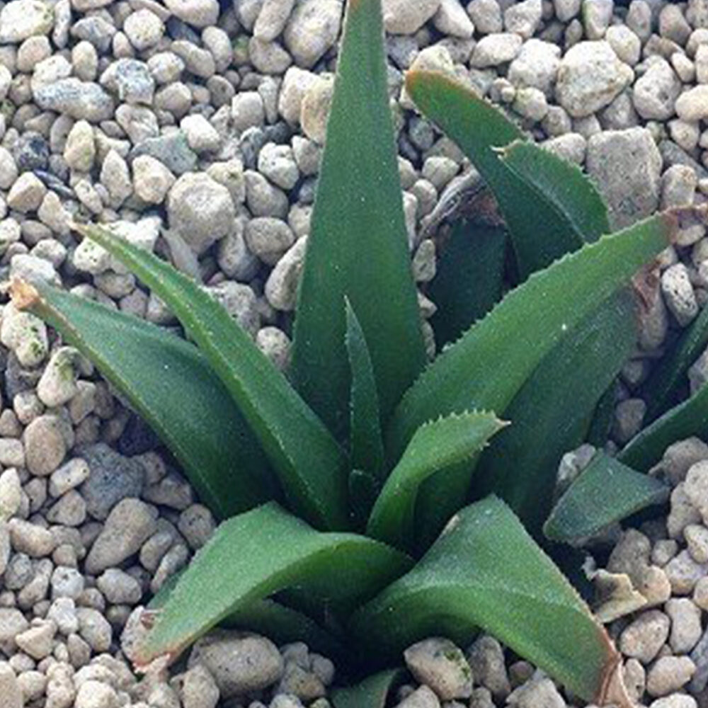 haworthia floribunda todo sobre esta suculenta