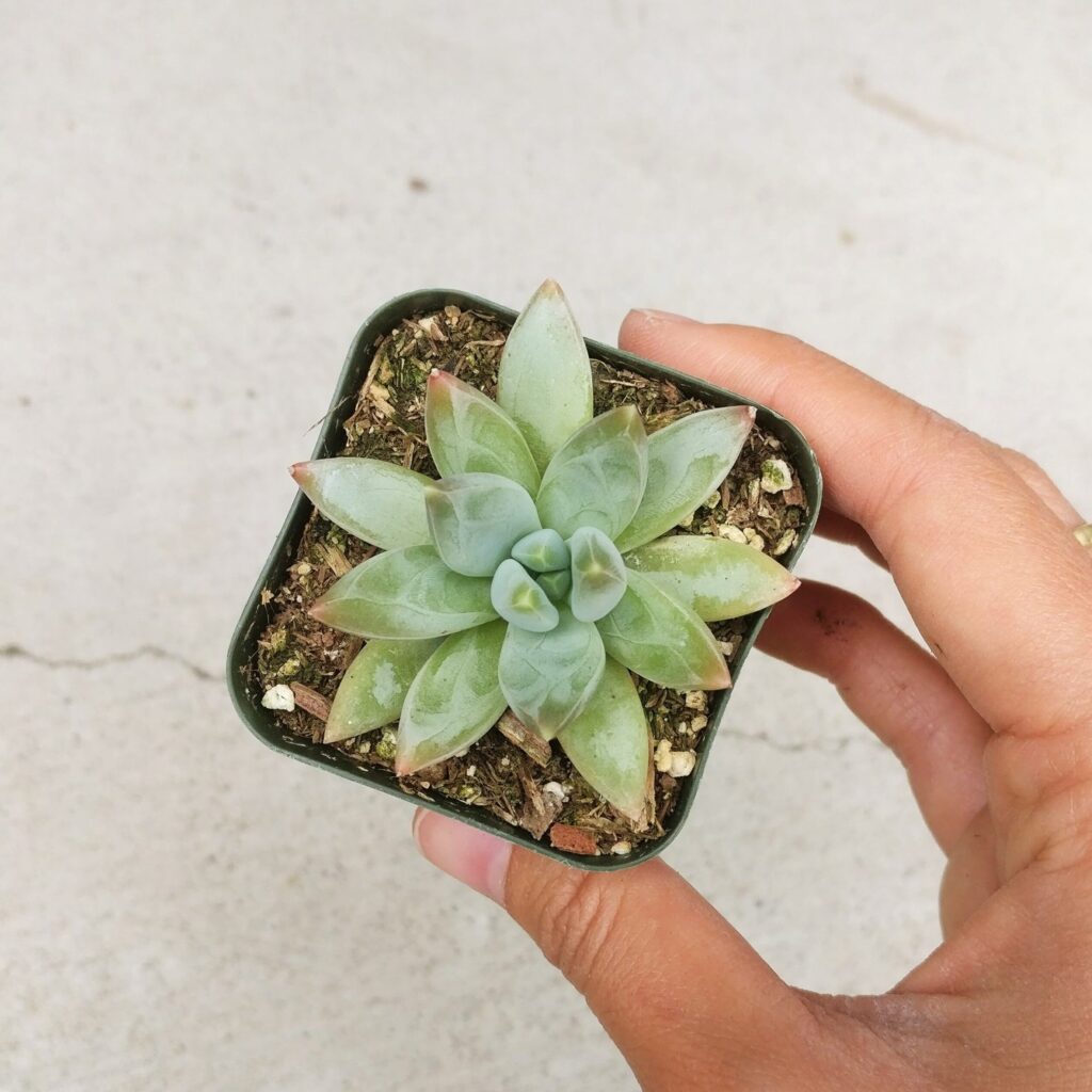 haworthia glauca la suculenta ideal para jardines en espanol