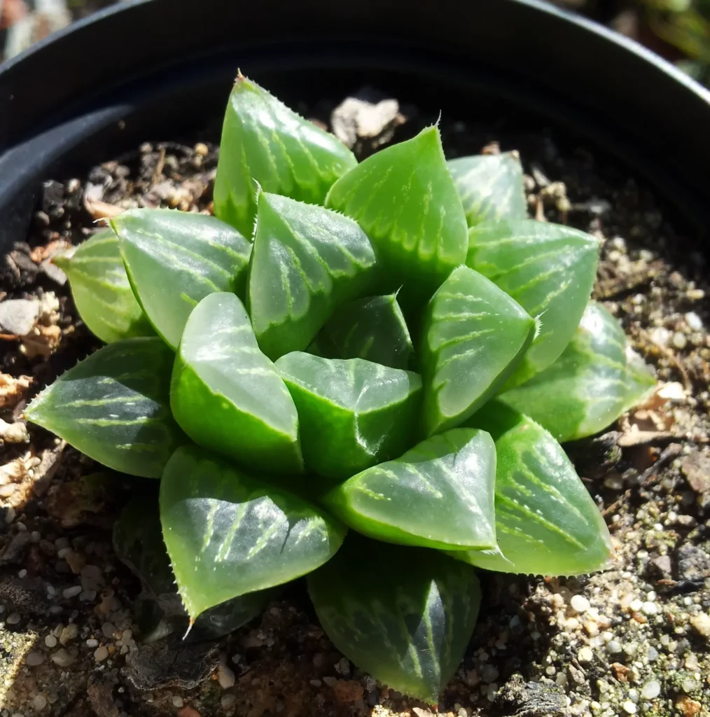 haworthia gracilis la suculenta elegante