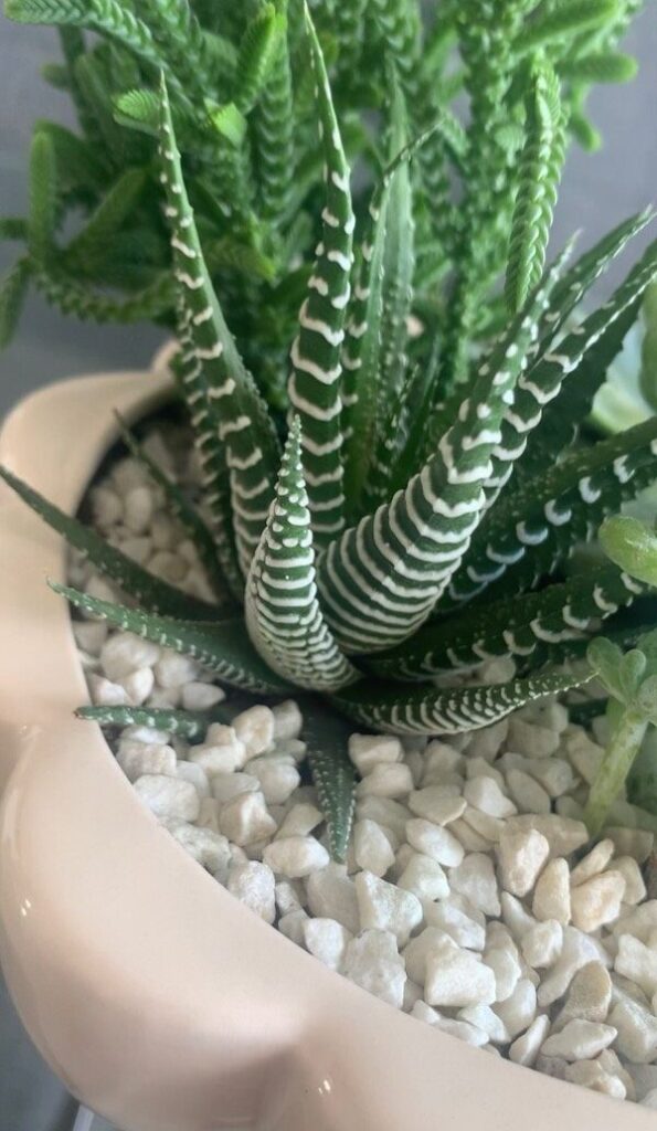 haworthia herschelii todo sobre esta suculenta