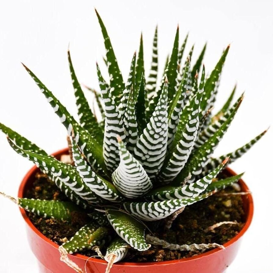 haworthia koelmaniorum la suculenta perfecta en espanol