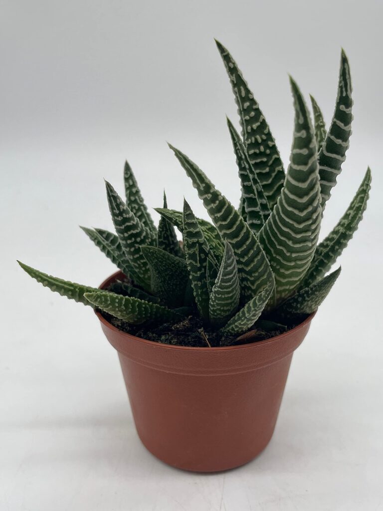 haworthia limifolia la guia completa sobre esta suculenta