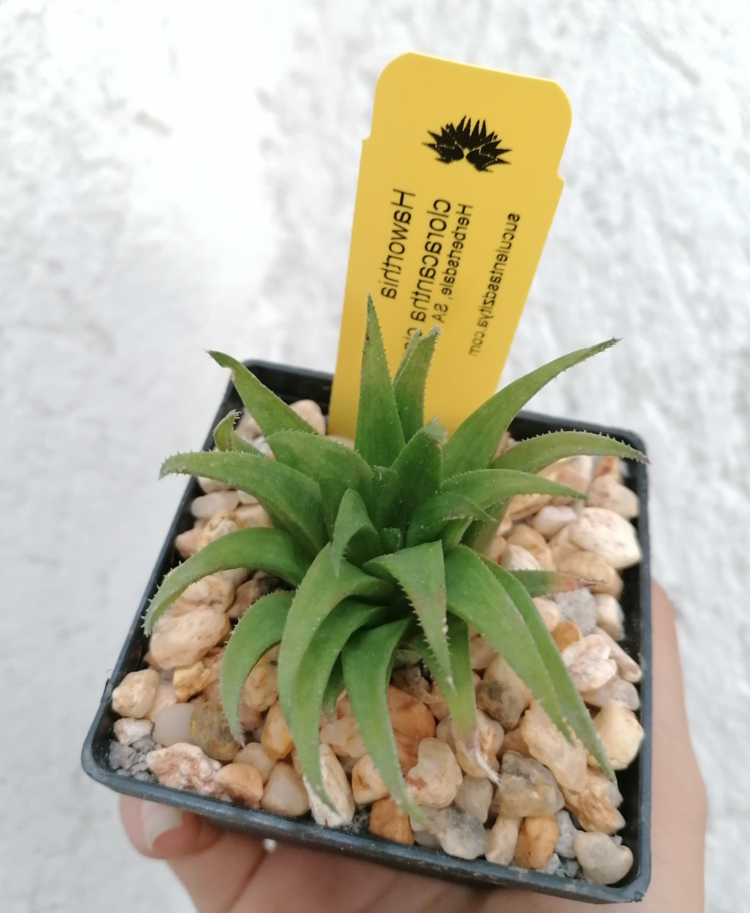 haworthia magnifica todo lo que debes saber sobre esta suculenta