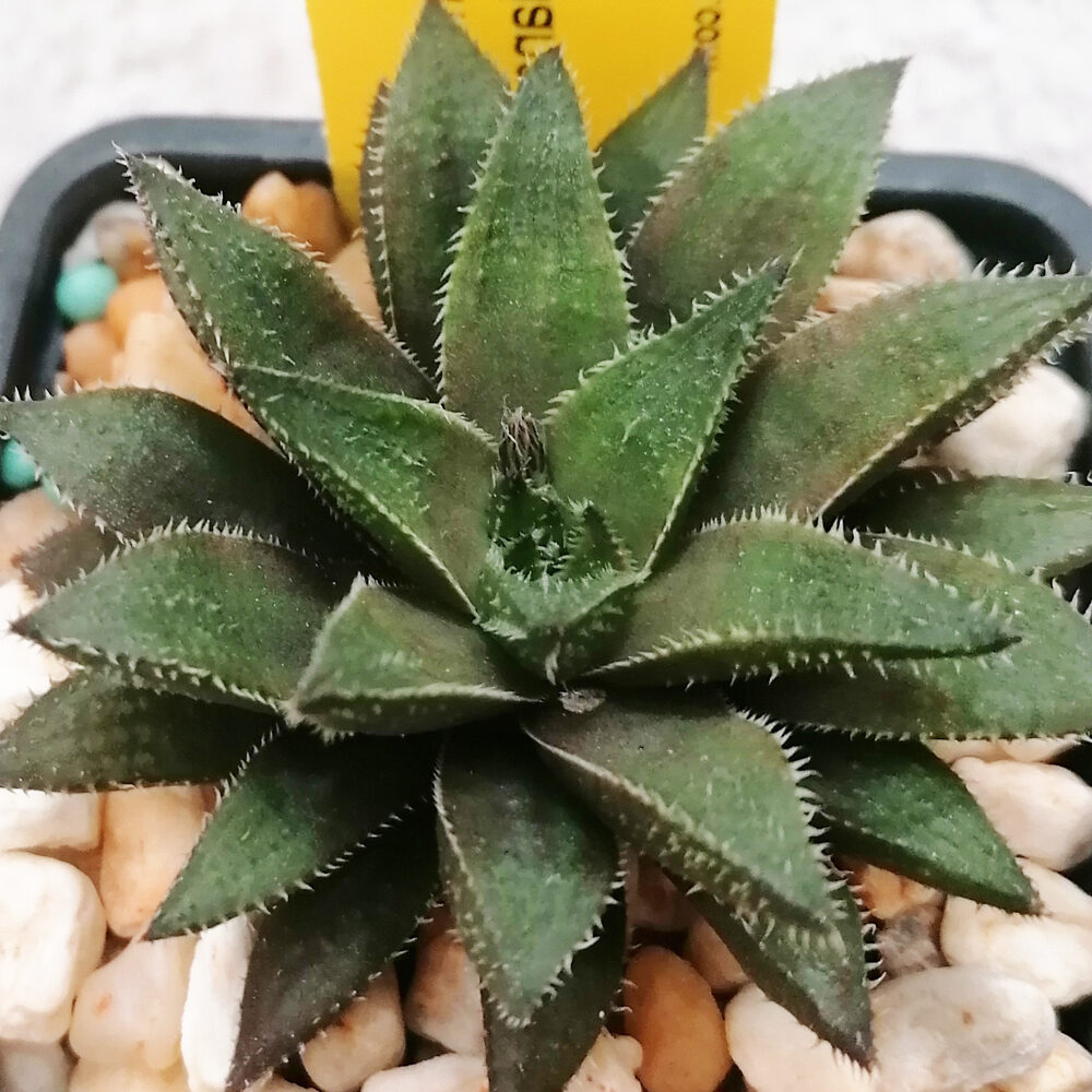 haworthia maraisii todo sobre esta suculenta