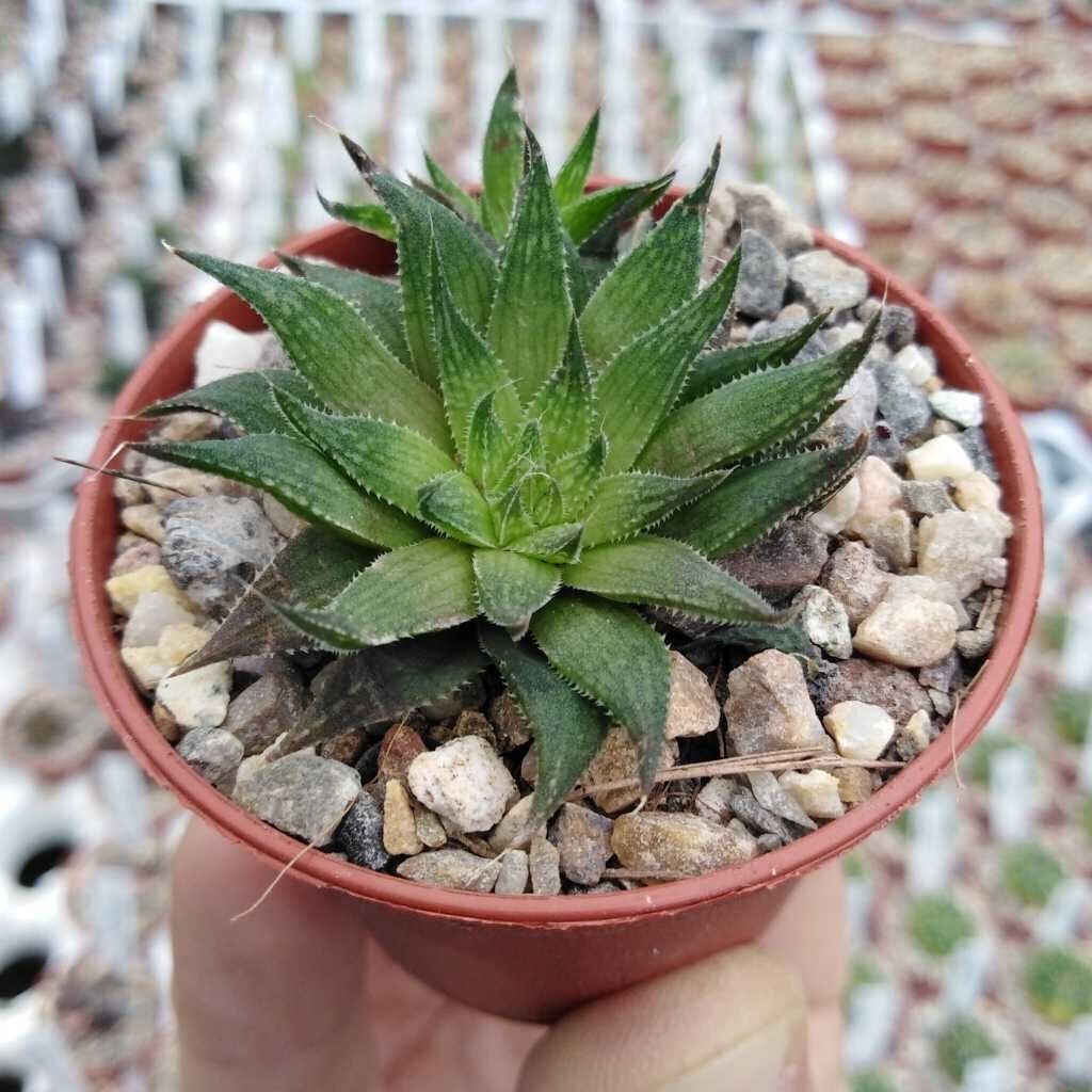 haworthia marumiana planta suculenta exotica