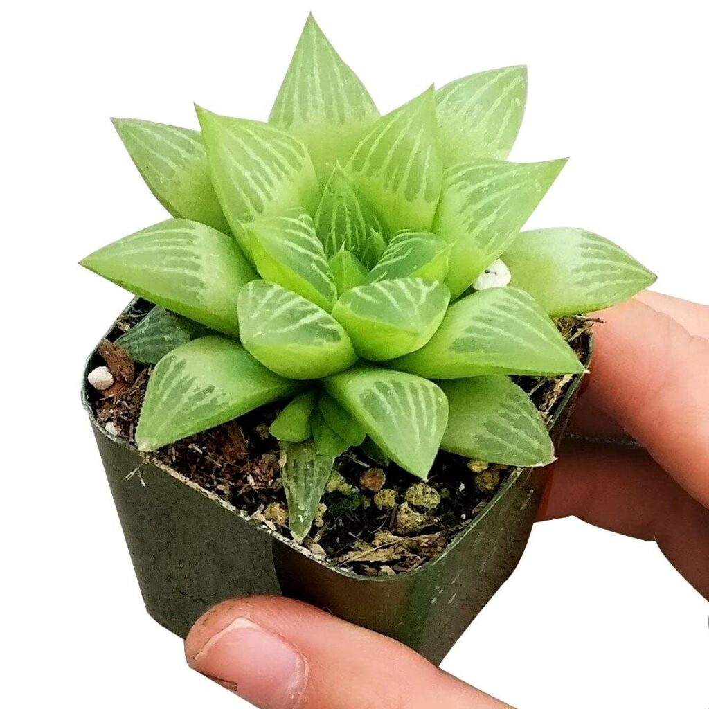 haworthia minima la suculenta perfecta