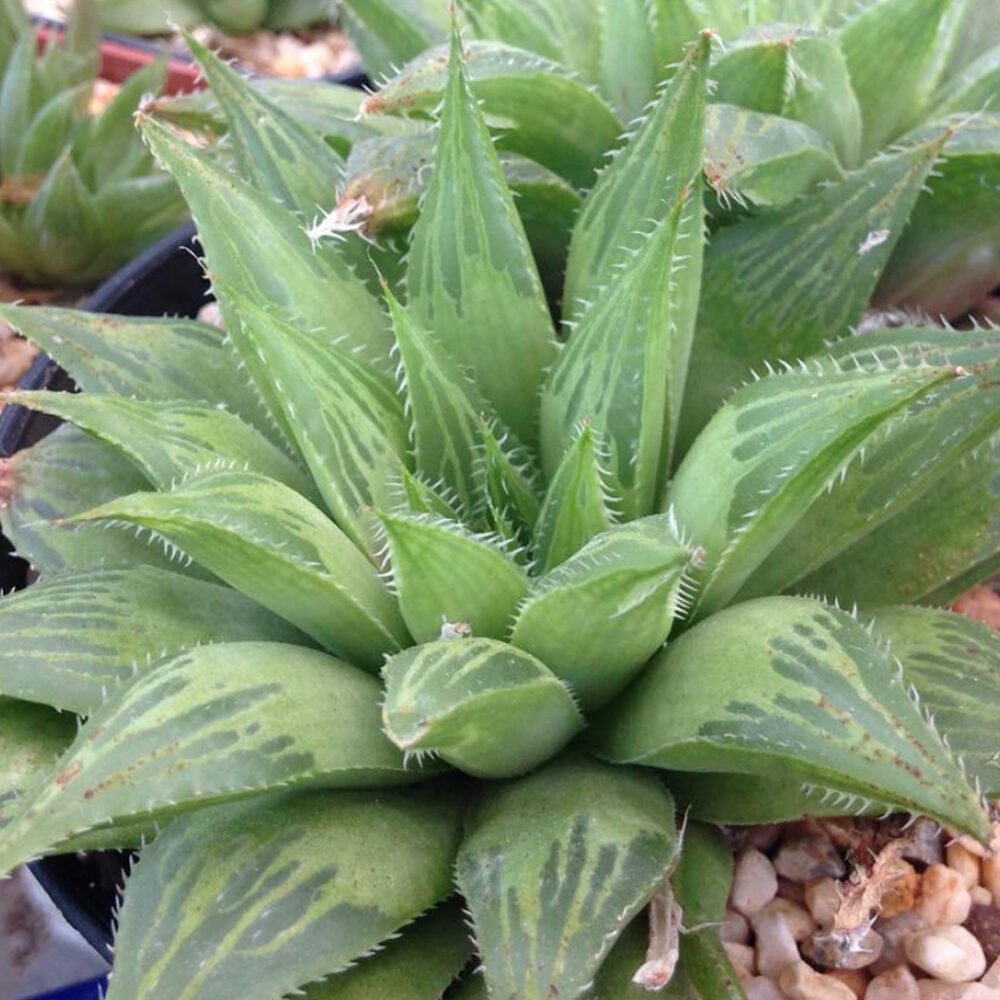 haworthia mirabilis todo sobre esta asombrosa suculenta