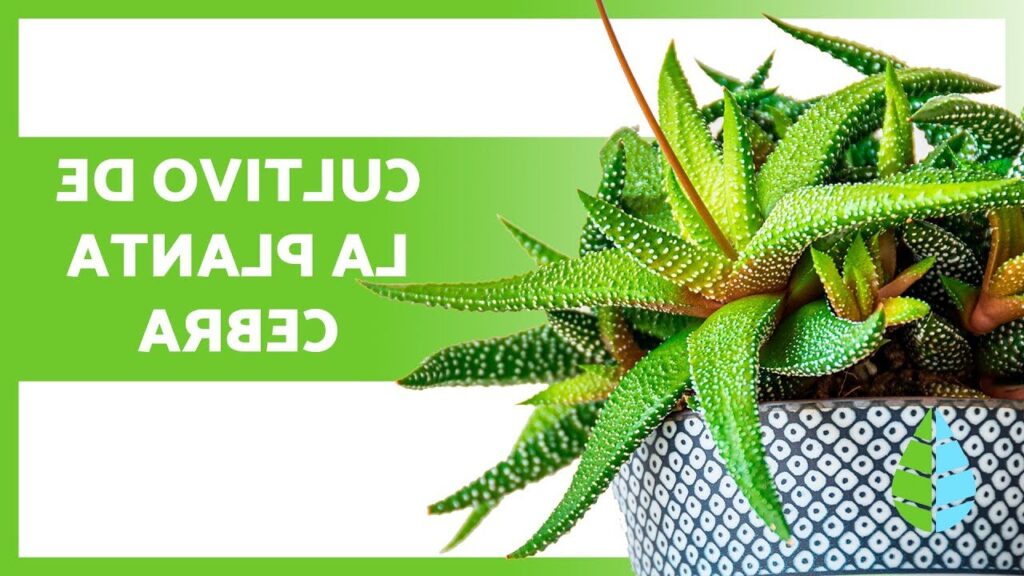 haworthia mucronata guia completa en espanol sobre cuidados y propagacion