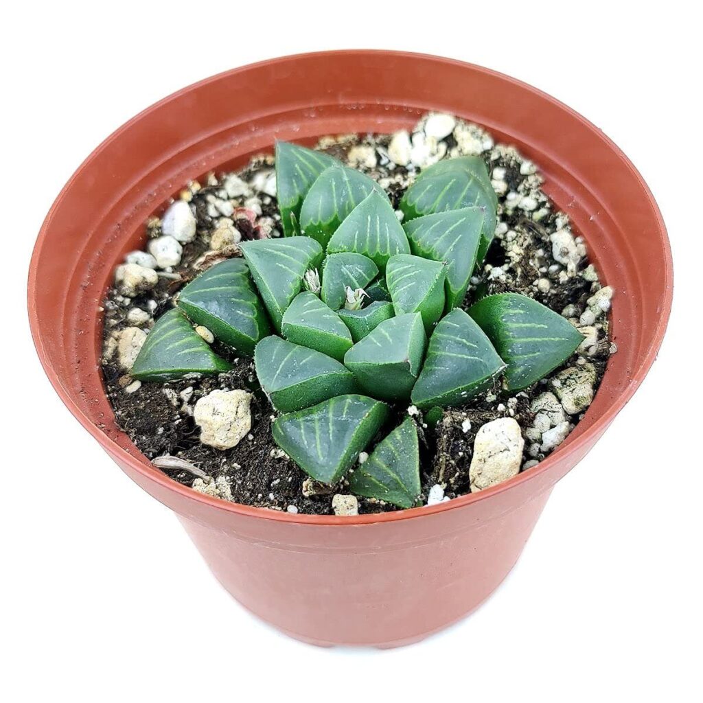 haworthia mutica guia completa de cuidados