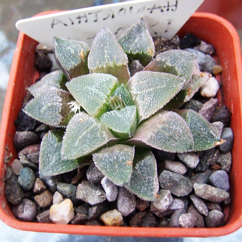 haworthia pygmaea guia completa de cuidados