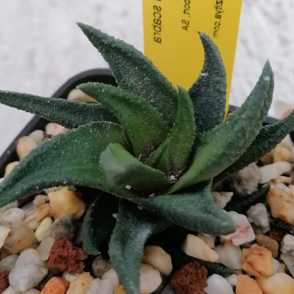 haworthia scabra todo sobre esta suculenta