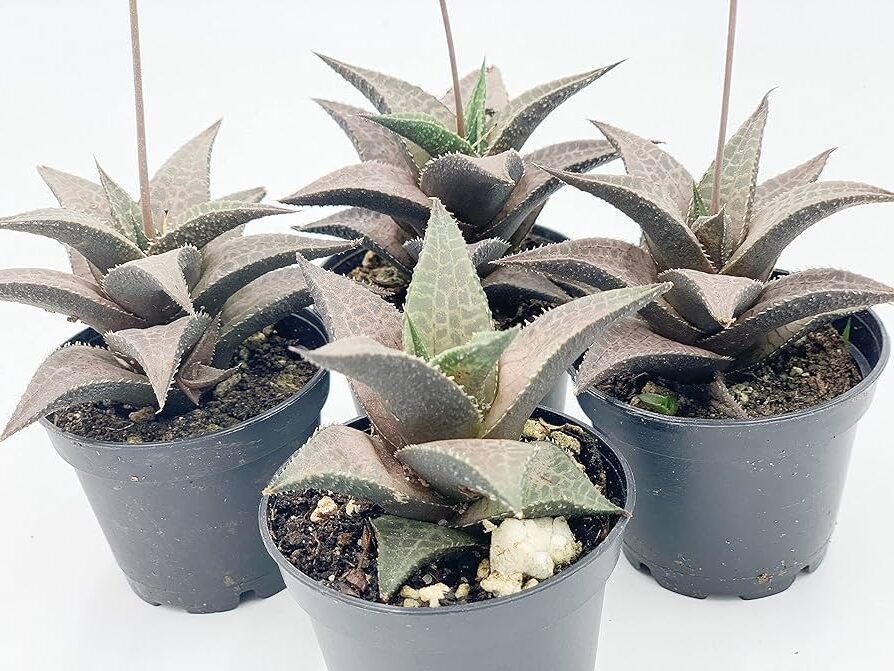 haworthia tessellata guia completa de cuidados