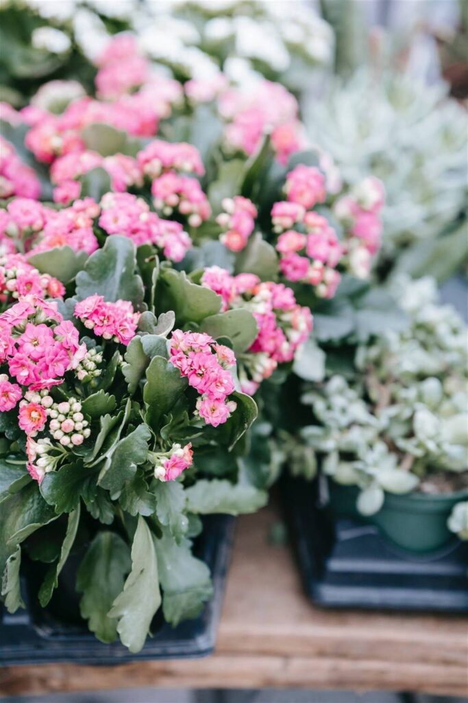 kalanchoe aborescens todo sobre esta suculenta