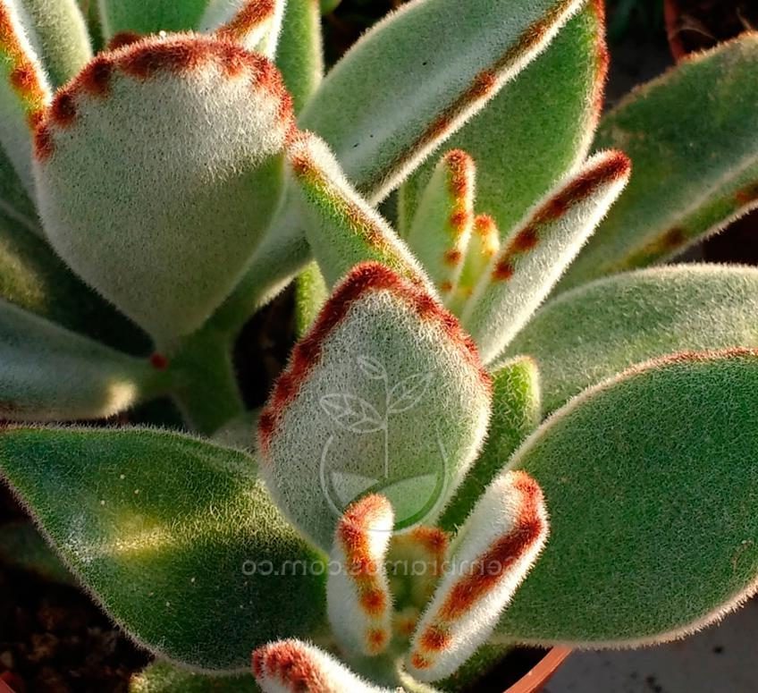 kalanchoe alstonii guia completa en espanol sobre esta suculenta