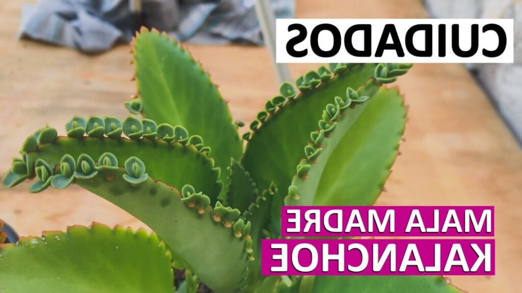 kalanchoe amadena cuidados y beneficios de esta suculenta