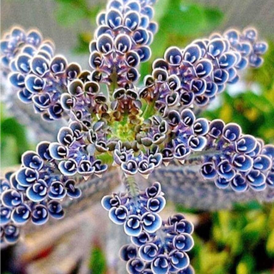 kalanchoe aprica suculentas exoticas