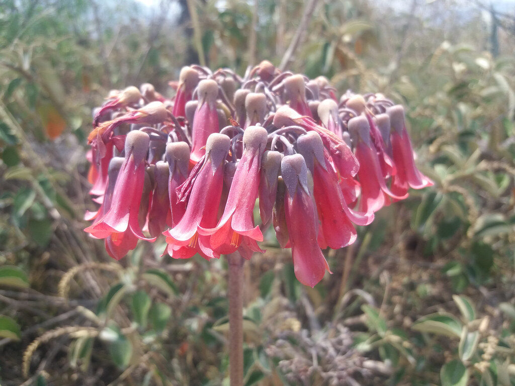 kalanchoe arachnoidea la suculenta aracnida