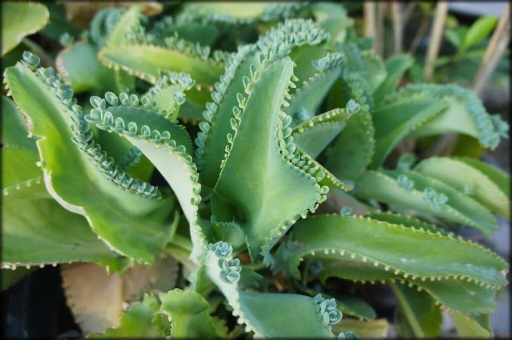 kalanchoe arcuata la guia completa de cuidados y propagacion