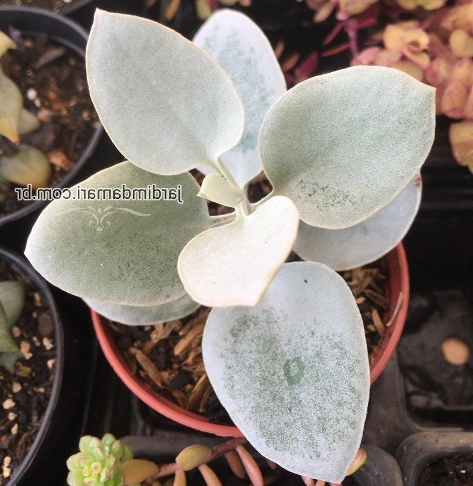 kalanchoe argentica una suculenta plateada