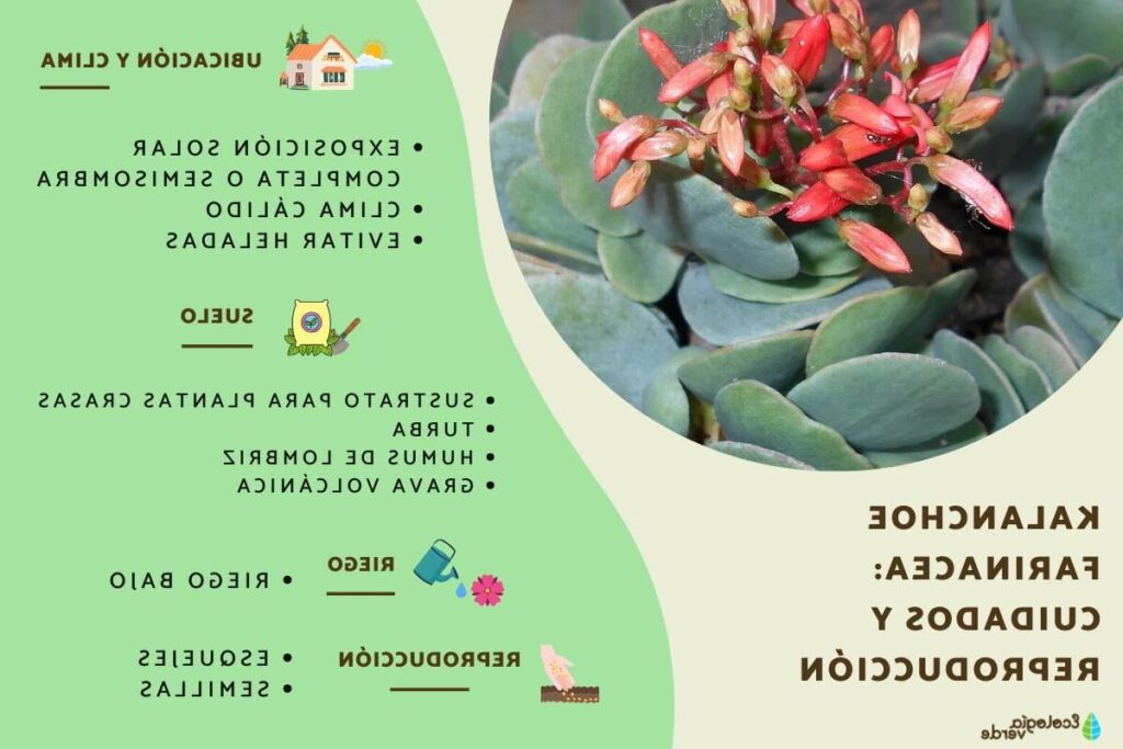 kalanchoe baxteri guia completa de cuidados y propiedades