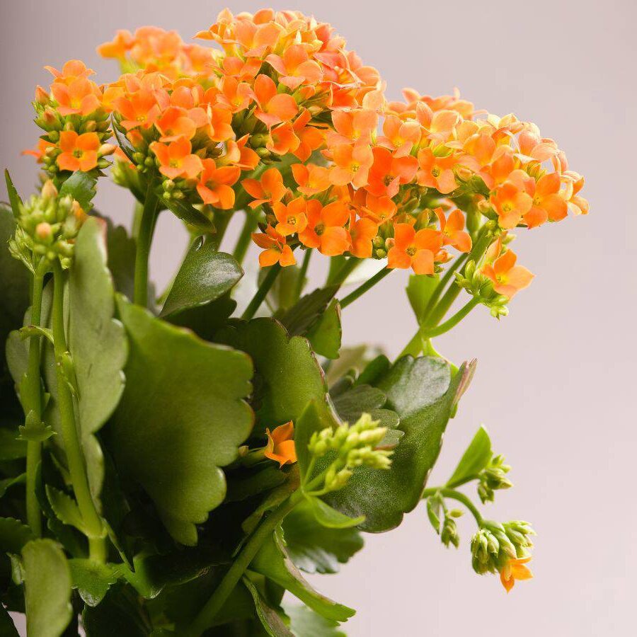 kalanchoe bracteata cuidados y propagacion de esta suculenta