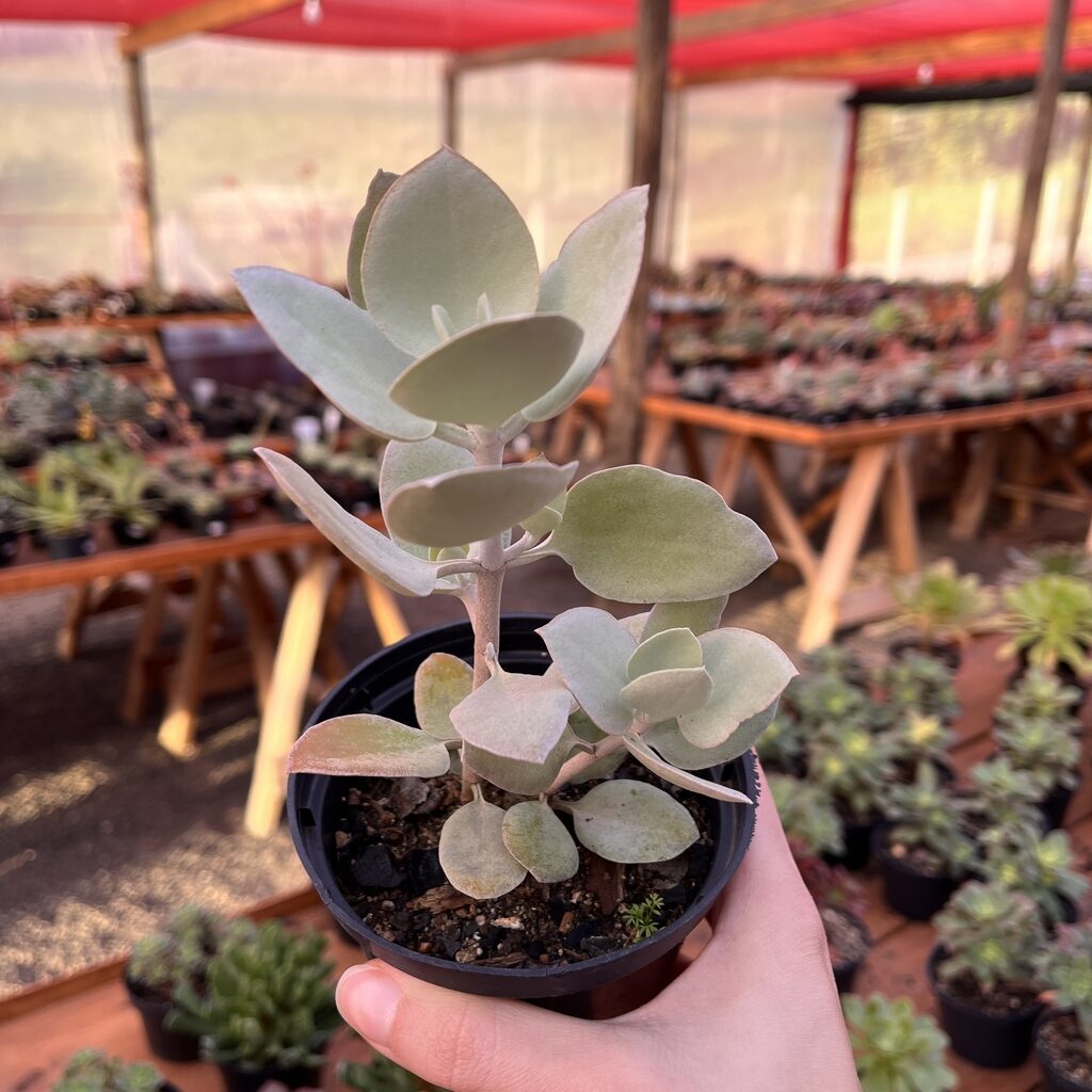 kalanchoe bracteolosa todo sobre esta suculenta