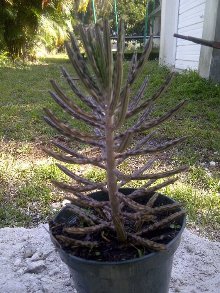 kalanchoe brevipes la suculenta perfecta para tu jardin