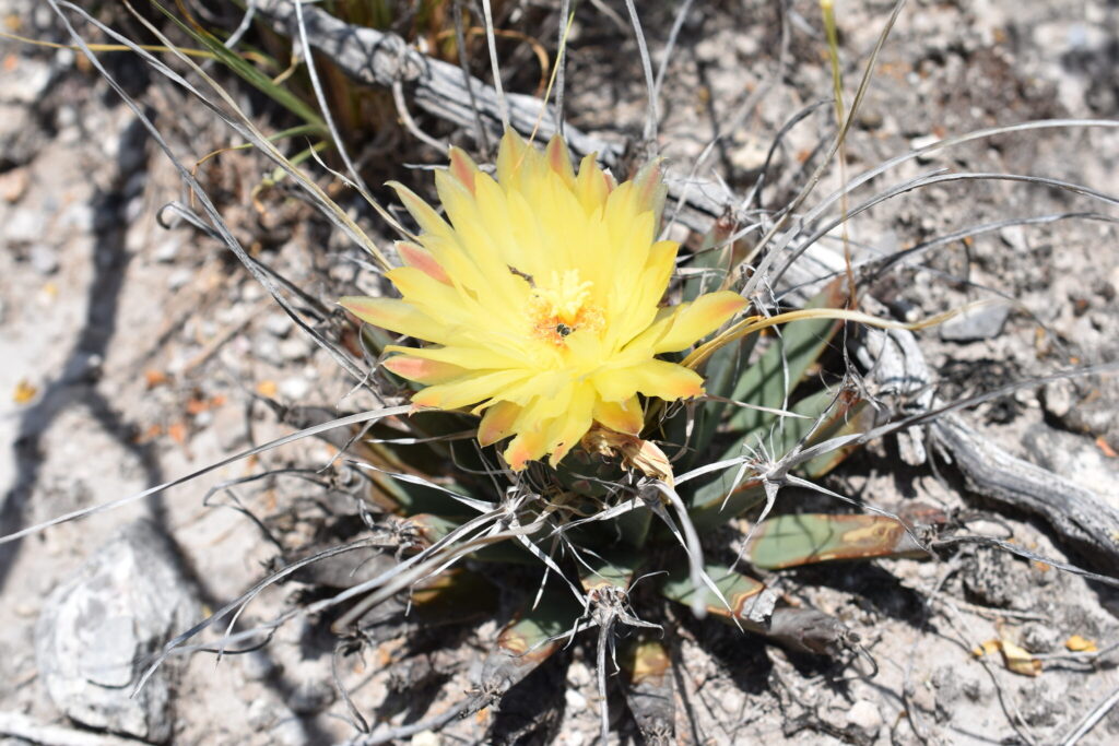 leuchtenbergia guia completa