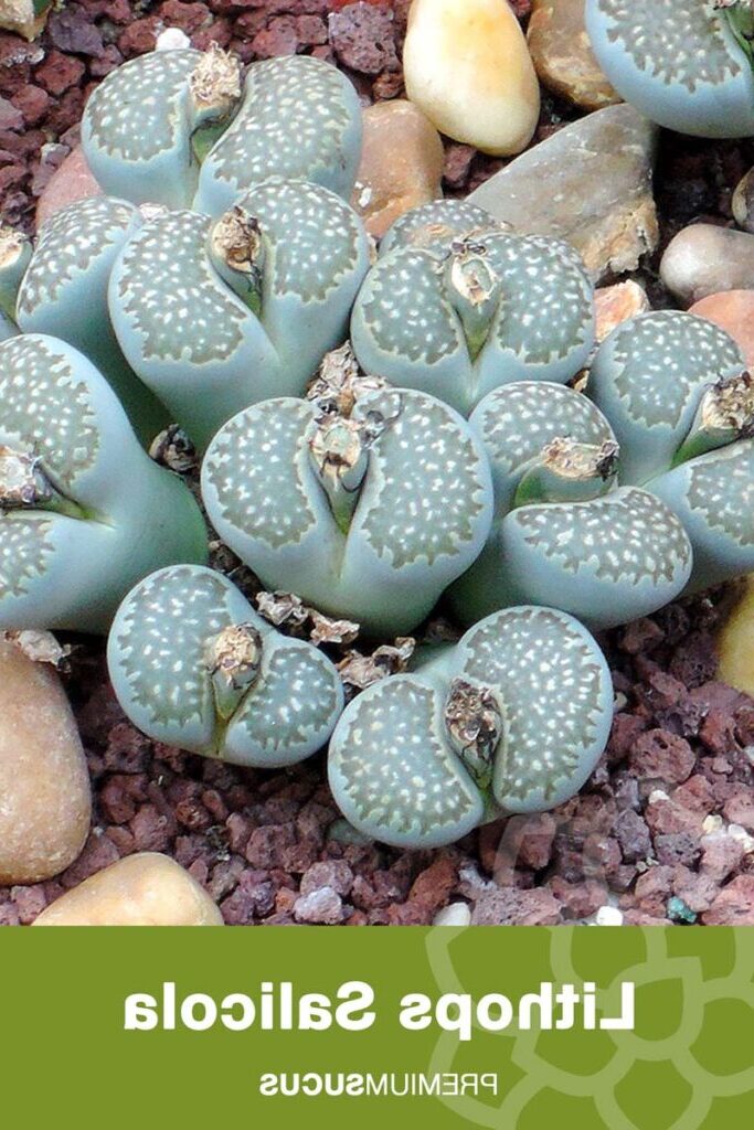 lithops salicola guia completa