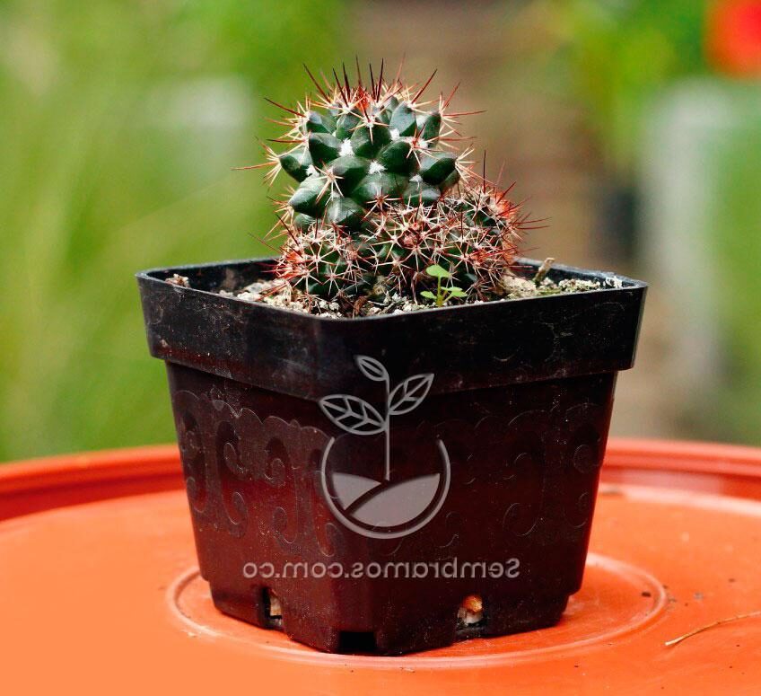 mammillaria guia completa