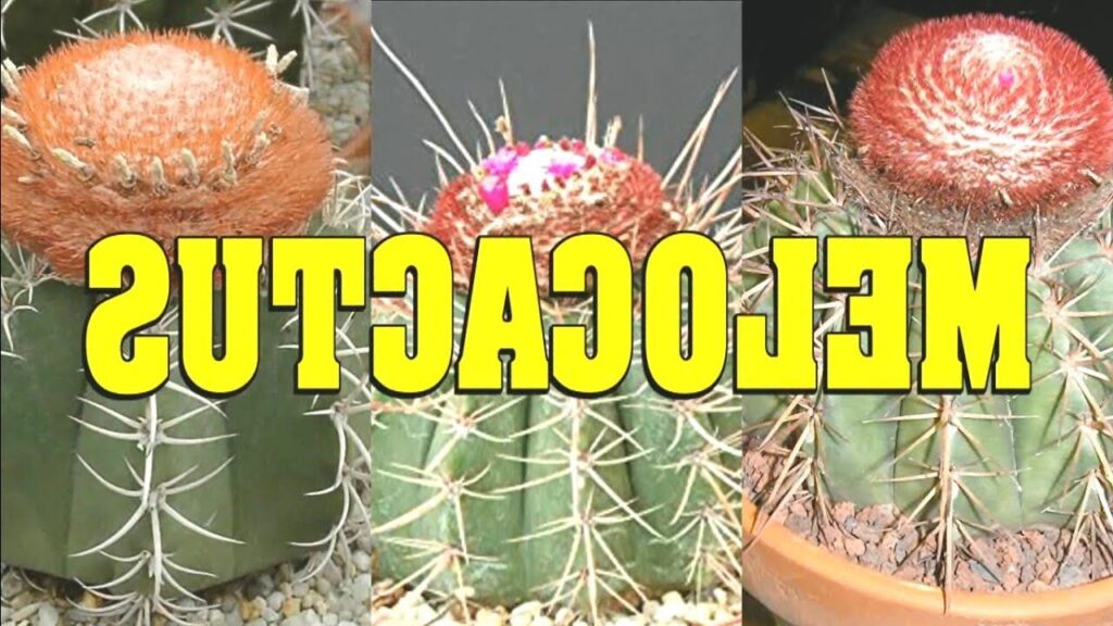 melocactus cuidados y tipos