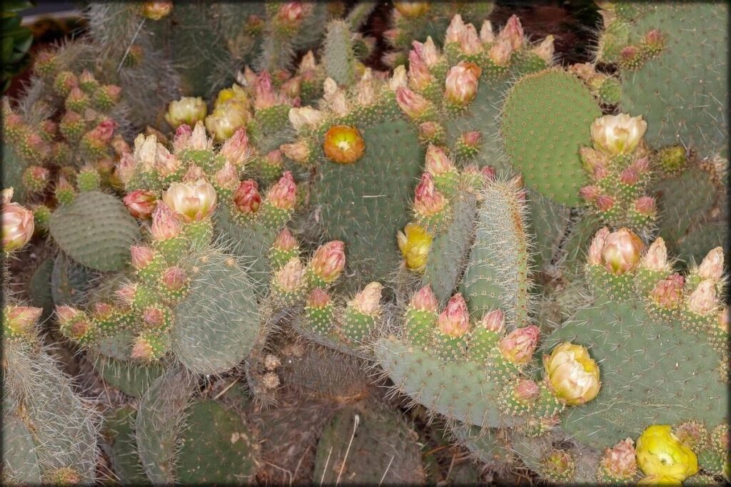 opuntia guia completa