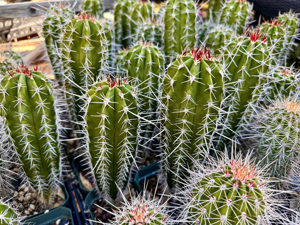 pachycereus guia completa