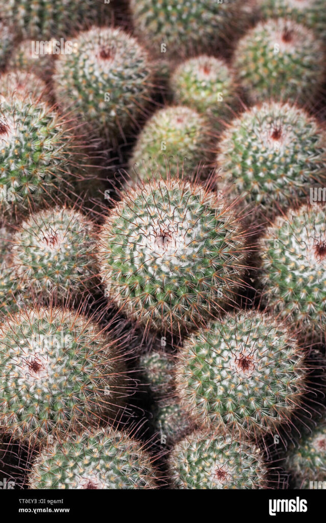 pediocactus guia completa