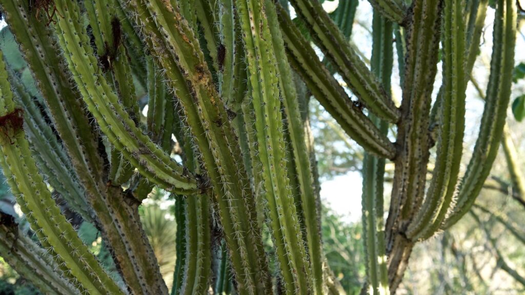 peniocereus guia completa